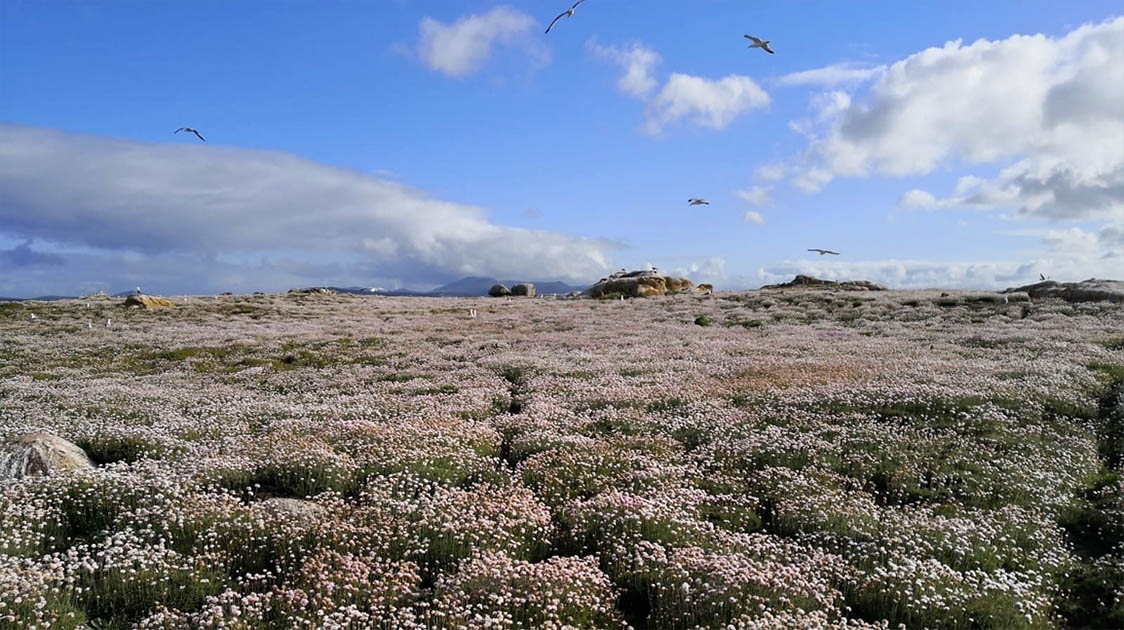 Armeria juniperifolia 'New Zealand Form'